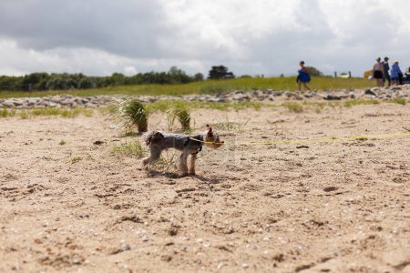 Yorkshire Terrier jugando en la playa en verano. Enfoque selectivo.