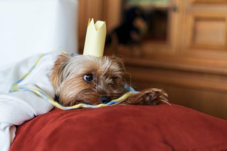 Foto de Yorkshire Terrier con una vela de cumpleaños sobre una almohada roja. - Imagen libre de derechos