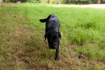 Schwarzer Hund steht auf dem Gras im Park. Selektiver Fokus.