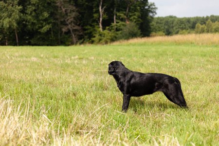 black labrador retriever dog standing in the field not looking at the camera