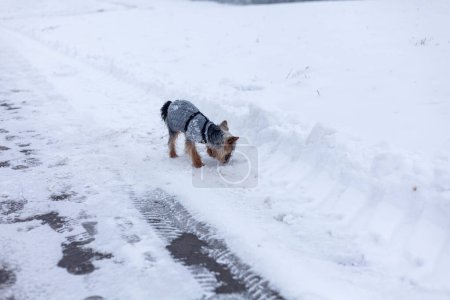 A dog walks on the snow in winter. Yorkshire Terrier in the snow.