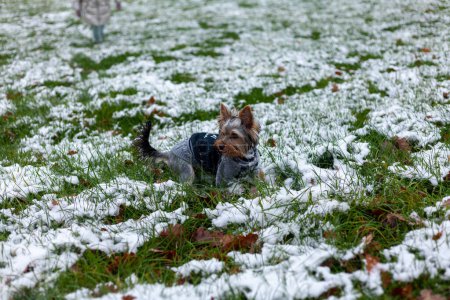 Yorkshire Terrier dans une veste bleue se trouve sur l'herbe verte dans la neige.