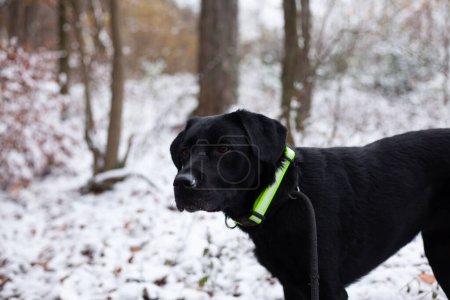 Black labrador retriever dog with green collar in winter forest.