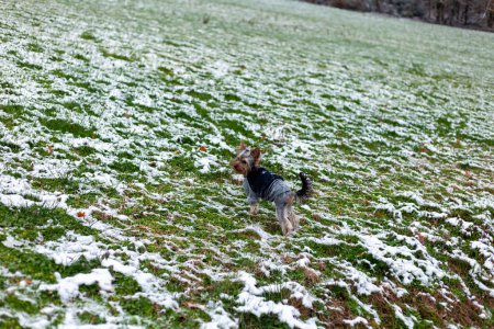 Yorkshire Terrier in Winterkleidung auf dem schneebedeckten Gras