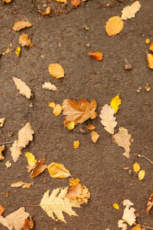 Hojas amarillas caídas de otoño sobre el asfalto