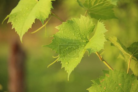 Grapevine leaves after rain. The beauty of nature and the vitality of vineyard landscapes.