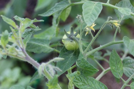 Tomate verte non mûre sur la plante. Couleur verte fraîche et potentiel comme il continue à mûrir sur la vigne