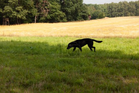 Dynamic and energetic nature of a black Labrador running across a field, enjoying the freedom and open space of the rural countryside.