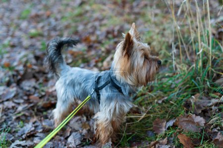 Yorkshire Terrier on a leash in the autumn forest. Selective focus.