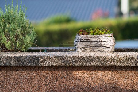 Decorative plants in pots on a stone wall, close-up