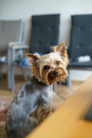 Téléchargez les photos : Yorkshire Terrier sitting on the table and looking at the camera - en image libre de droit