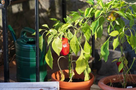 Pepper plant in a pot with watering can on the background.
