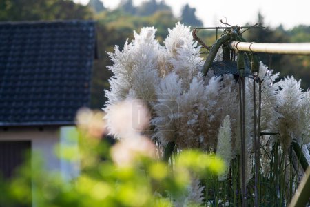 Pampas grass on the fence in the countryside of Bavaria