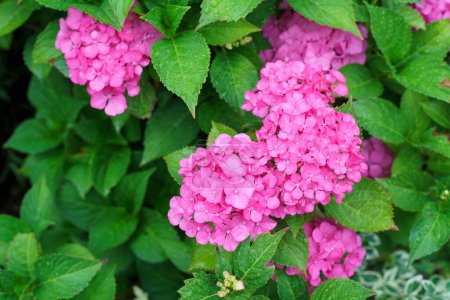 Pink hydrangea flowers with green leaves in the garden.