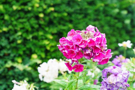 Flores de flox rosadas y blancas en el jardín, foto de stock