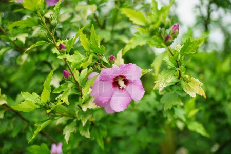Hibiscus syriacus is a species of flowering plant in the Malvaceae family.