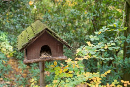 Alimentador de aves en el bosque de otoño. Alimentador de aves en el bosque.