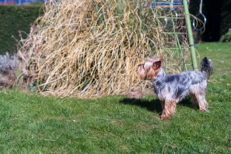 Yorkshire Terrier standing on the grass in front of a haystack