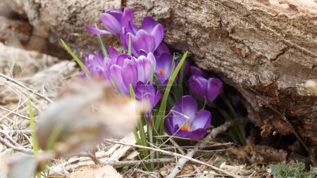Spring newly bloomed purple crocus flowers growing from under the trunk of a fallen tree