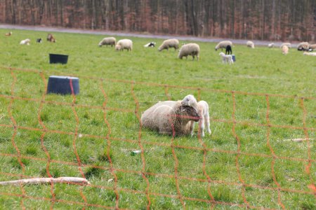 Un troupeau de moutons sur un champ d'hiver sans neige. Clôture électrique au premier plan