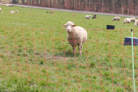 Mignon mouton sur un champ d'hiver sans neige. Clôture électrique au premier plan