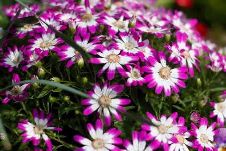 Photo for Pericallis cruentus also known as cineraria florist's cineraria or common ragwort. Spring bouquet - Royalty Free Image
