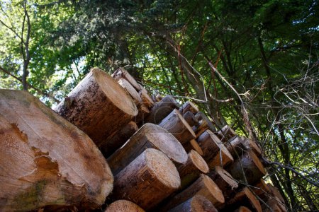 foto en un ángulo de una fila de troncos de pino cortados en el bosque.