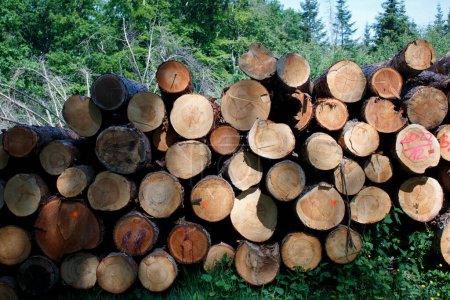 Fila de troncos apilados de pinos cortados en el bosque