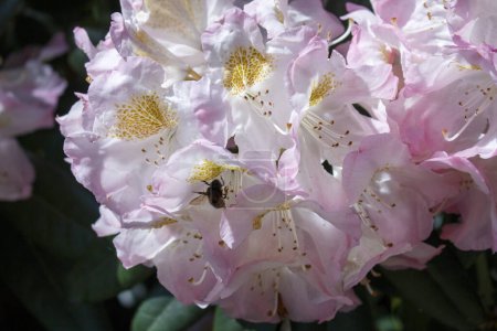 Grande abeille sur une fleur rose dans la forêt