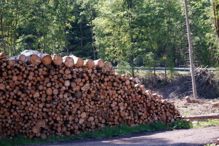 A row of cut tree trunks stacked lies next to a forest road