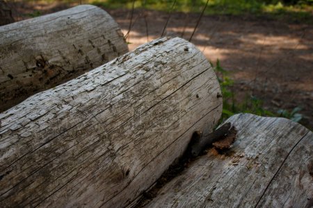 Una fila de troncos de pino cortados en el bosque. Foto desde un ángulo