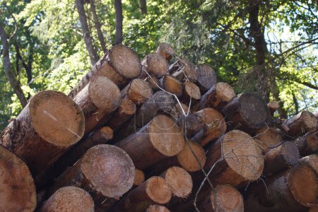 Une rangée de troncs de pin coupés dans la forêt. Photo sous un angle