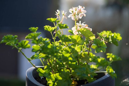 White geranium flowers in a gray pot on a summer terrace. Blurred background