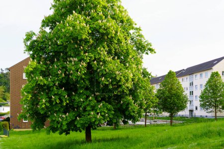 Blühender Kastanienbaum auf einer Maistraße im Frühling