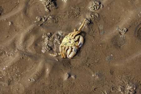 Cangrejo pequeño en la arena durante la marea baja