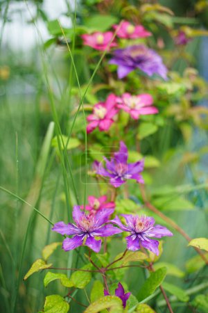 Purple clematis flowers blooming in the garden, stock photo
