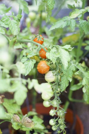 Tomaten wachsen in einem Gewächshaus. Selektiver Fokus. Geringe Tiefenschärfe.