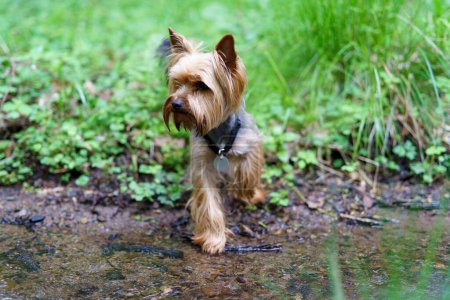 Little curious Yorkshire terrier on green grass in the forest. Creek in front