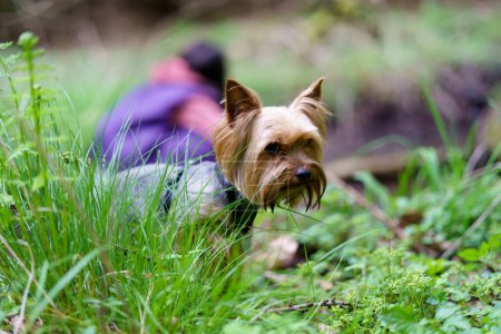 Little curious Yorkshire terrier on green grass in the forest. Small stream in the back