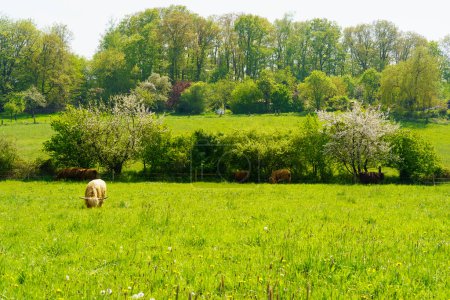 Vacas pastando en un prado verde con flores y árboles en el fondo