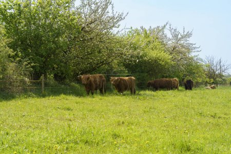 Vacas pastando en un prado verde en primavera, Alemania.