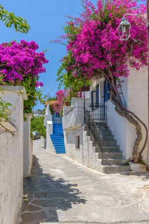 Téléchargez les photos : Ruelle cycladitique traditionnelle avec une rue étroite, des maisons blanchies à la chaux et un bougainvillier en fleurs dans un village de gauchers, île de Paros, Grèce. - en image libre de droit
