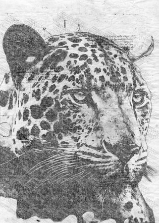 Téléchargez les photos : Illustration numérique ou croquis d'un jaguar - en image libre de droit