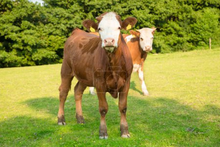 Téléchargez les photos : Young cattle on a fresh meadow - en image libre de droit
