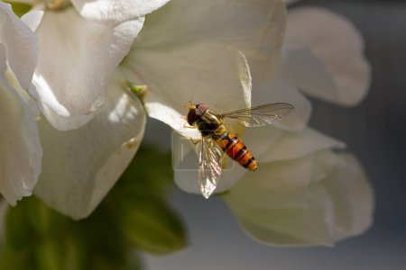 Photo for A hover fly at a flower - Royalty Free Image