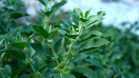 Téléchargez les photos : Withania somnifera plant known as Ashwagandha. Indian ginseng herbs, poison gooseberry, or winter cherry. Ashwagandha Benefits For Weight Loss and healthcare - en image libre de droit