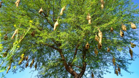 Foto de Nidos, ave tejedora Nido hecho de heno, nidos Skylark en las ramas de la zona para venir naturalmente. - Imagen libre de derechos