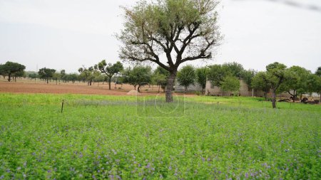 Foto de En el campo de la granja de primavera crece la alfalfa joven. El campo está floreciendo alfalfa, que es un valioso alimento para animales - Imagen libre de derechos