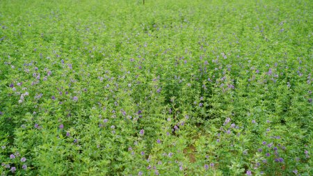 Foto de En el campo de la granja de primavera crece la alfalfa joven. El campo está floreciendo alfalfa, que es un valioso alimento para animales - Imagen libre de derechos