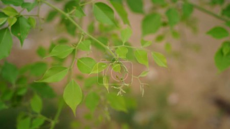 Téléchargez les photos : Dalbergia ou Rosewood Sheesham. Cet arbre, communément appelé palissandre du nord de l'Inde, est un arbre à feuilles caduques à croissance rapide originaire de l'Inde. - en image libre de droit